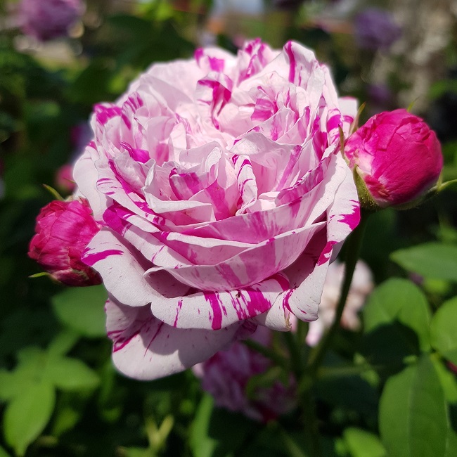 Variegata di Bologna Vesneri Aed